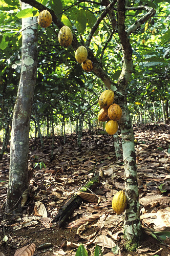 Árvore do Cacau